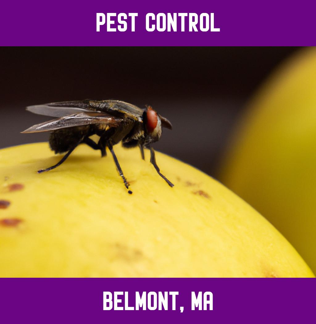 pest control in Belmont Massachusetts