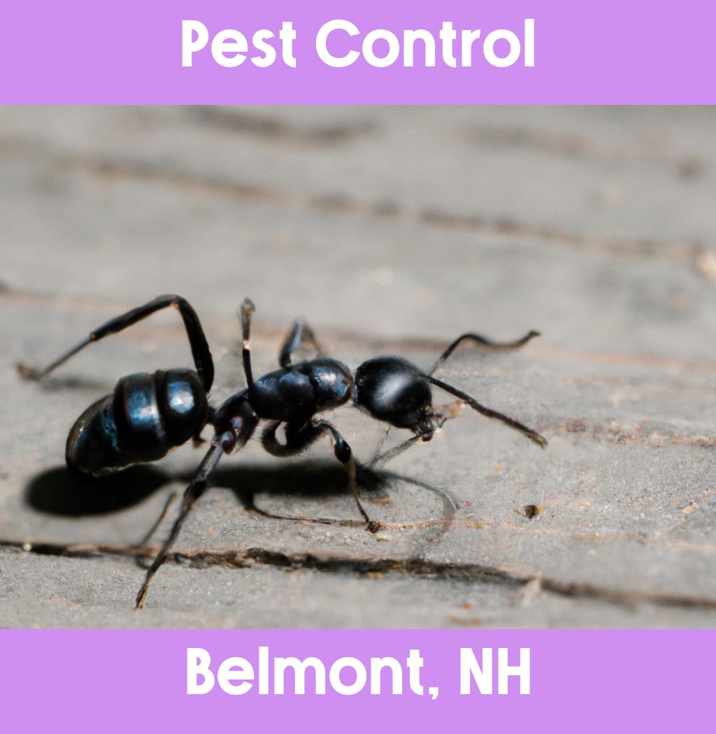 pest control in Belmont New Hampshire