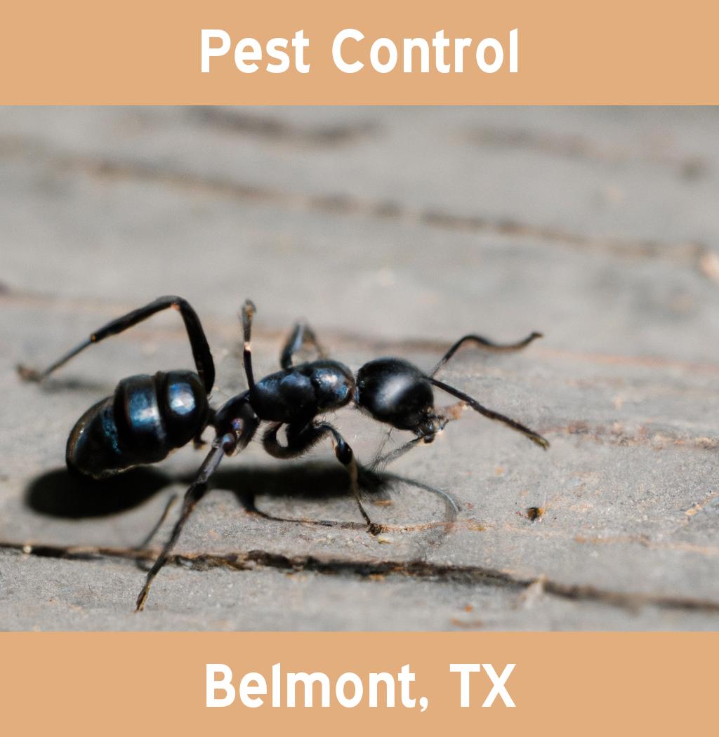 pest control in Belmont Texas