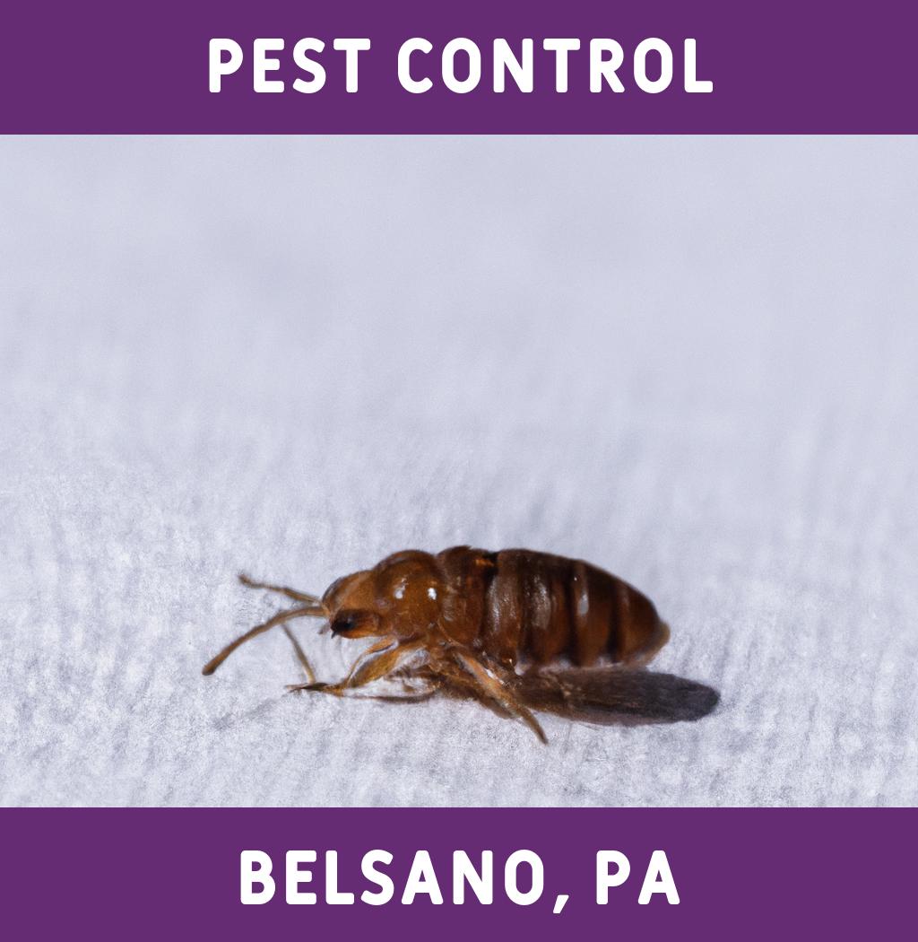 pest control in Belsano Pennsylvania