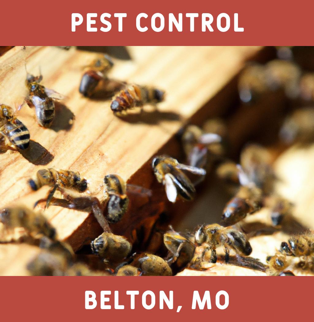 pest control in Belton Missouri