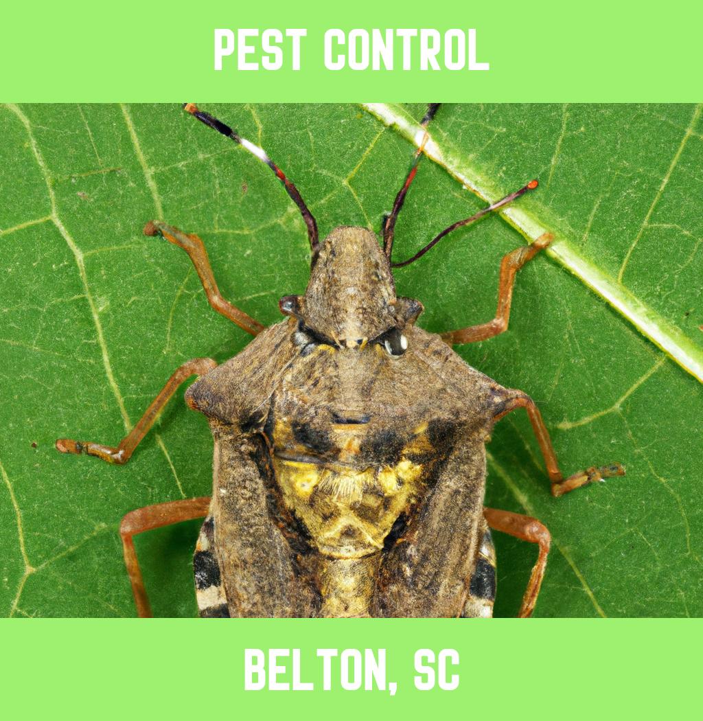 pest control in Belton South Carolina