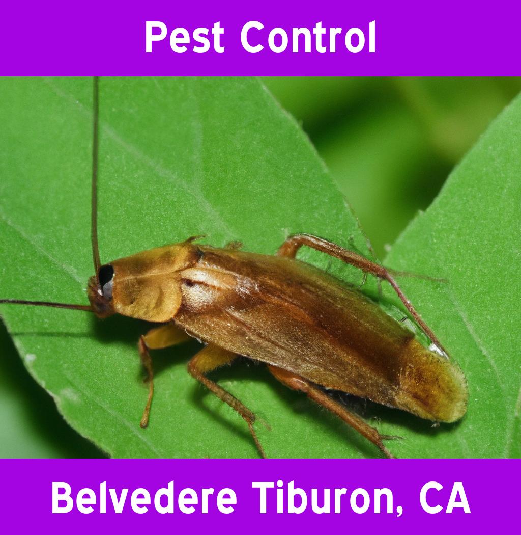pest control in Belvedere Tiburon California