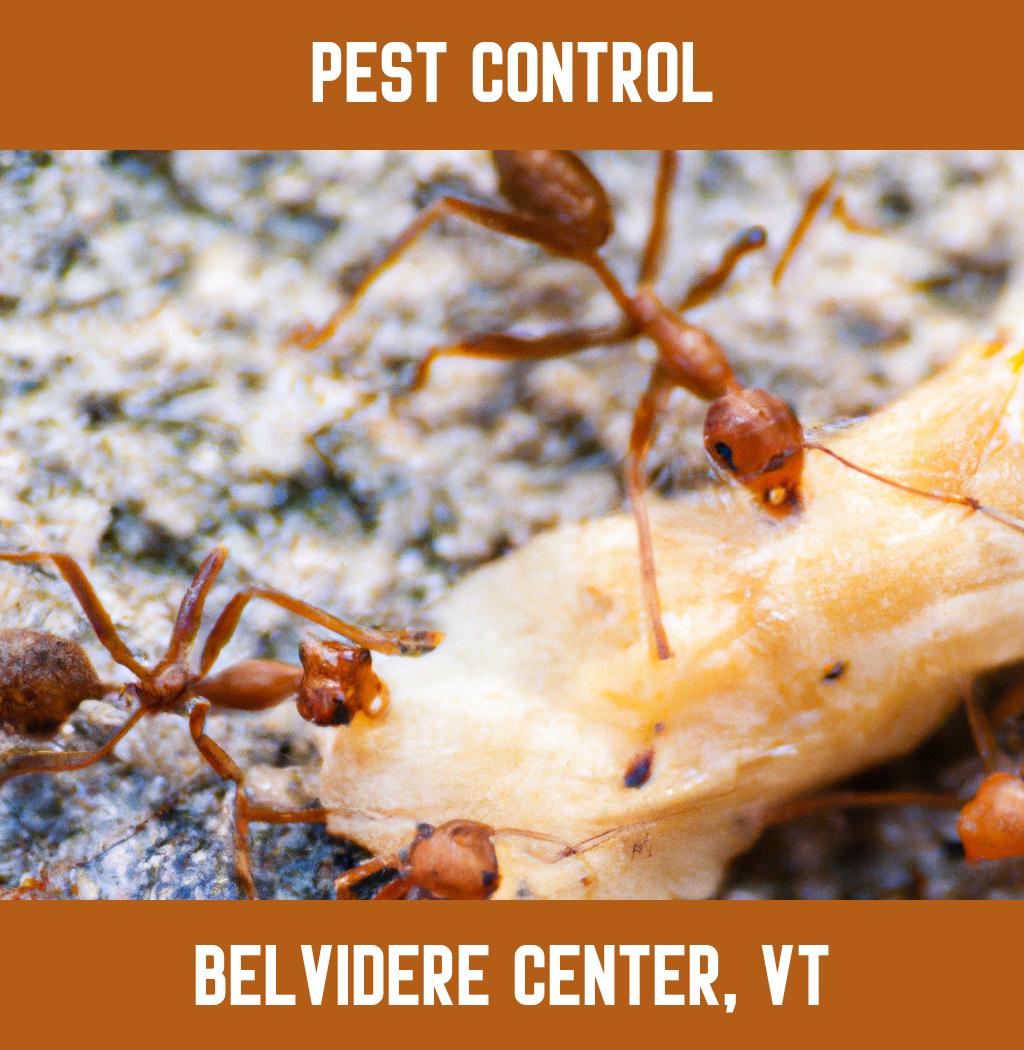 pest control in Belvidere Center Vermont