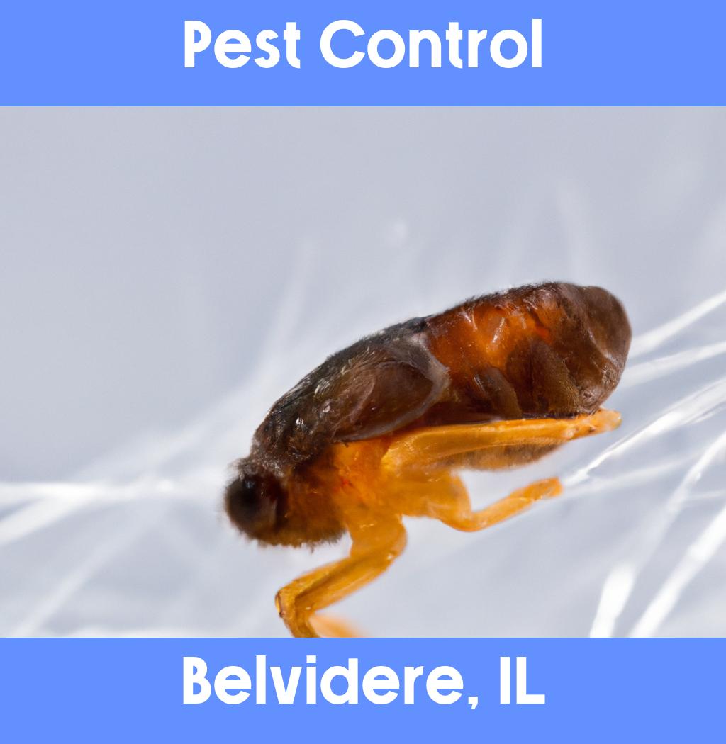 pest control in Belvidere Illinois