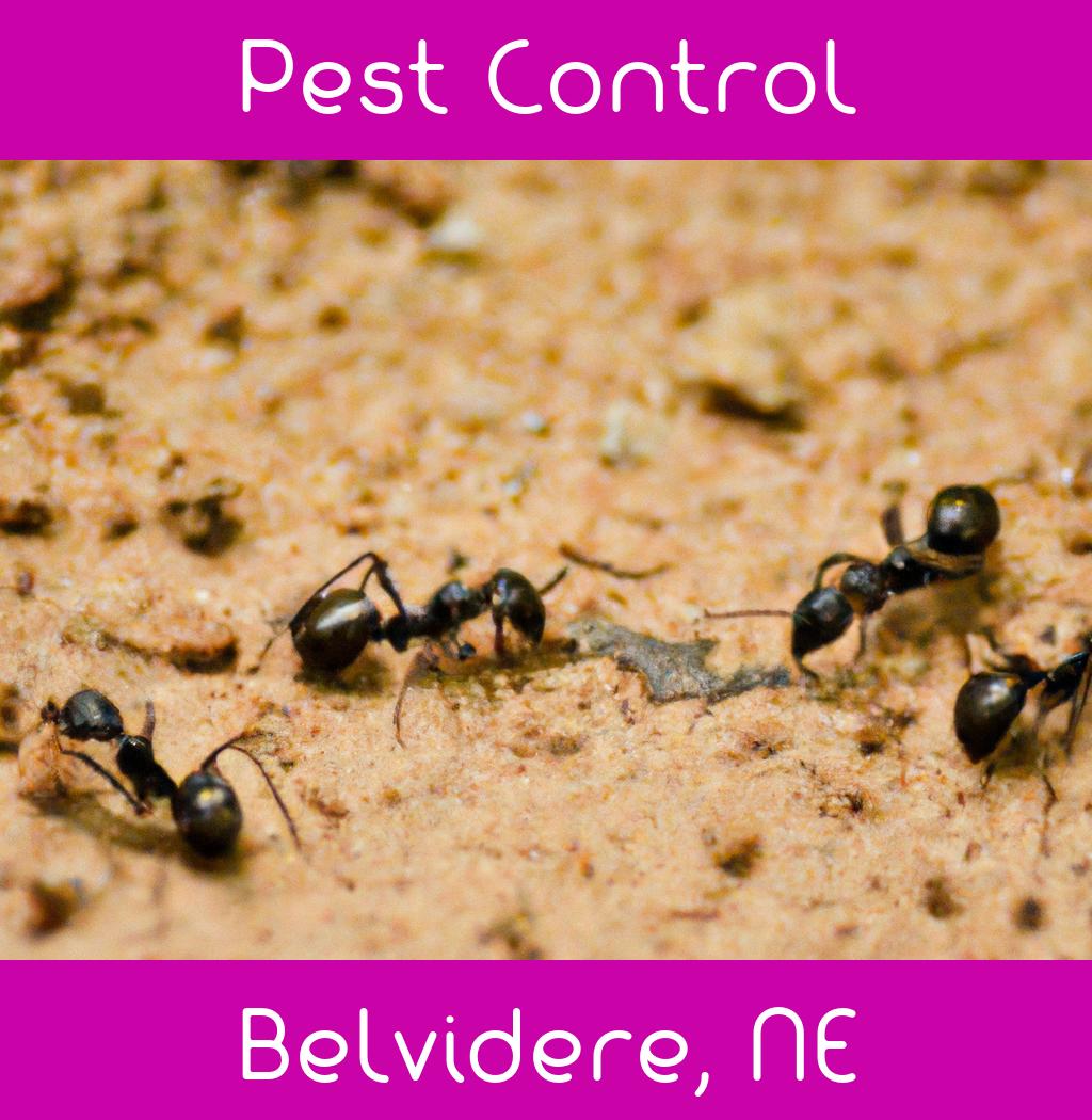 pest control in Belvidere Nebraska