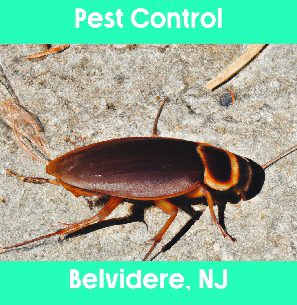 pest control in Belvidere New Jersey