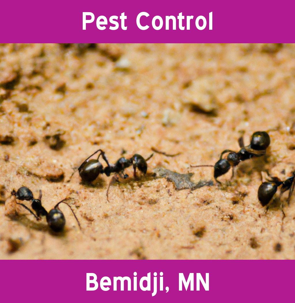 pest control in Bemidji Minnesota