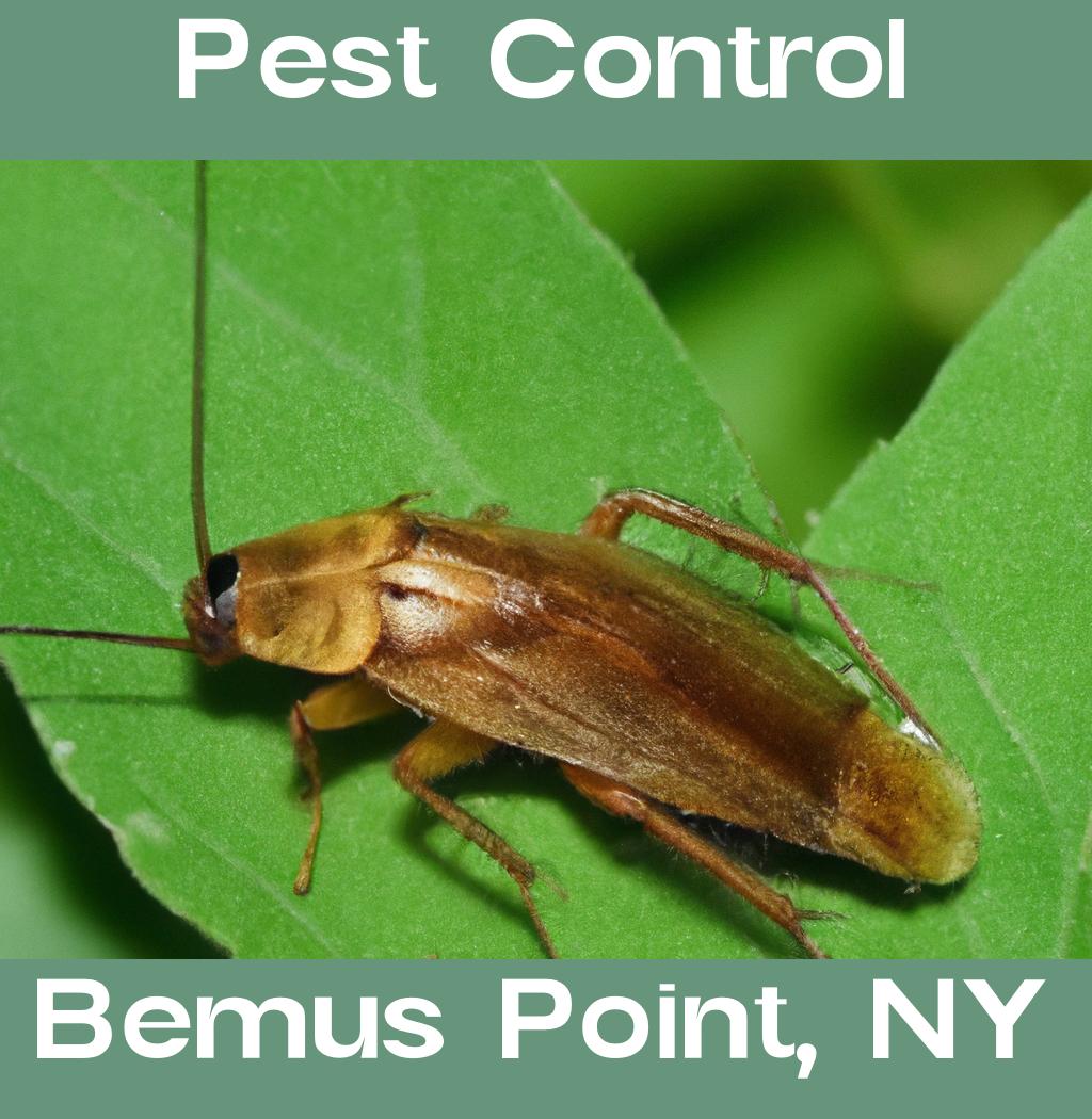 pest control in Bemus Point New York
