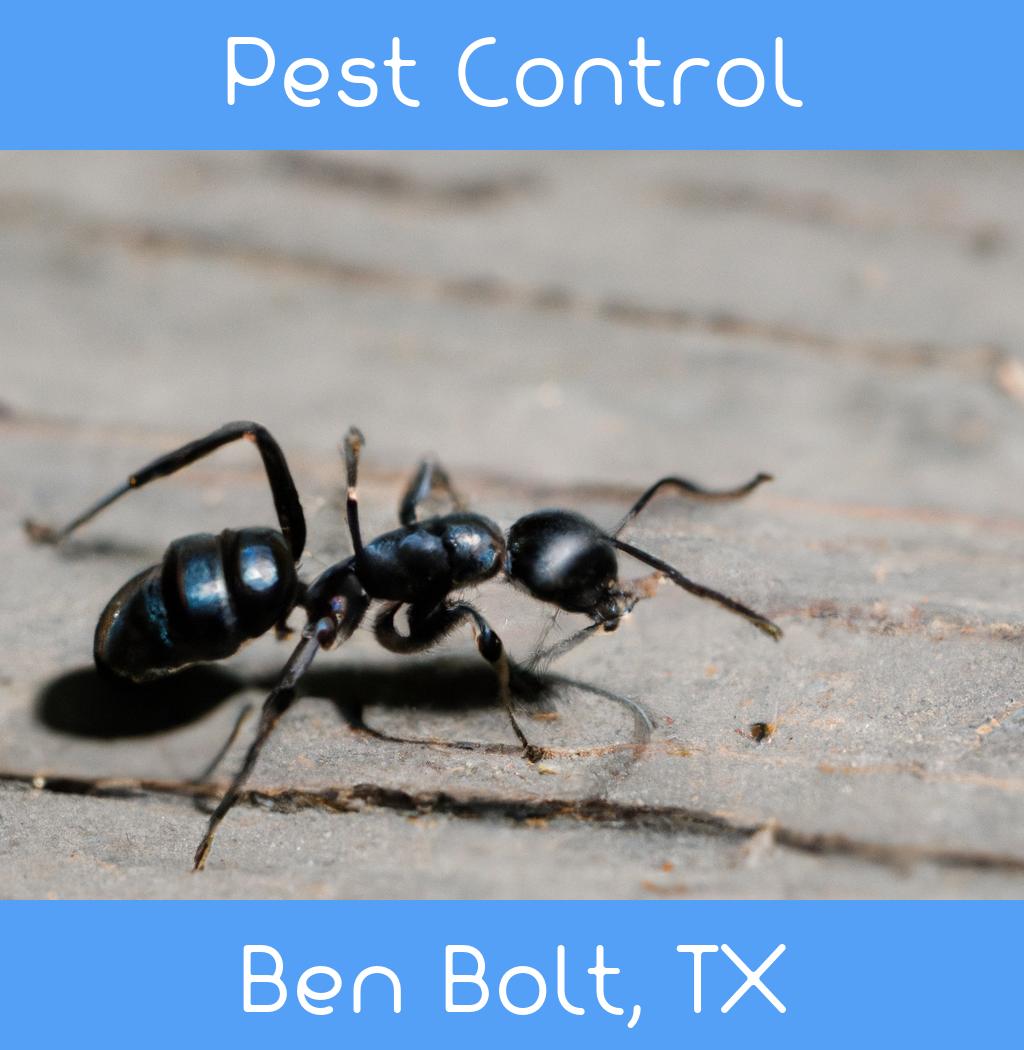 pest control in Ben Bolt Texas