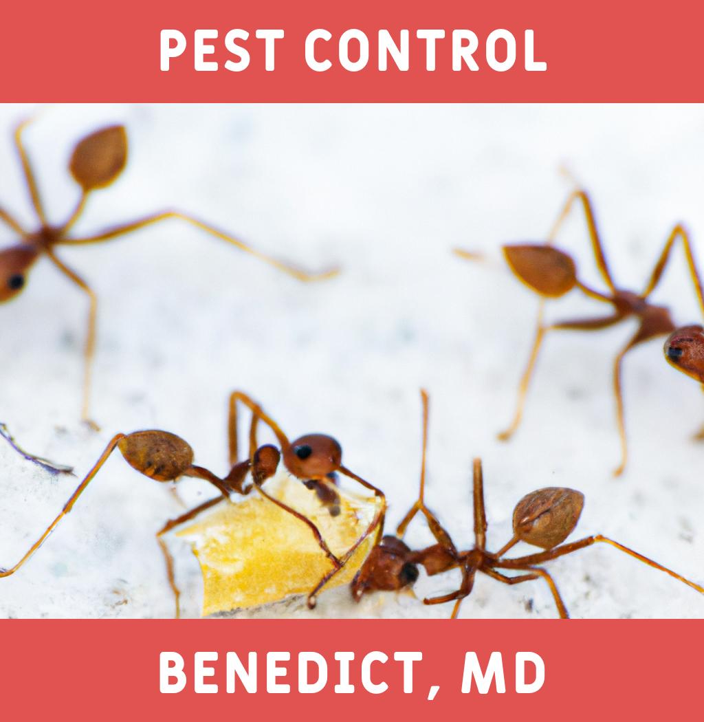 pest control in Benedict Maryland