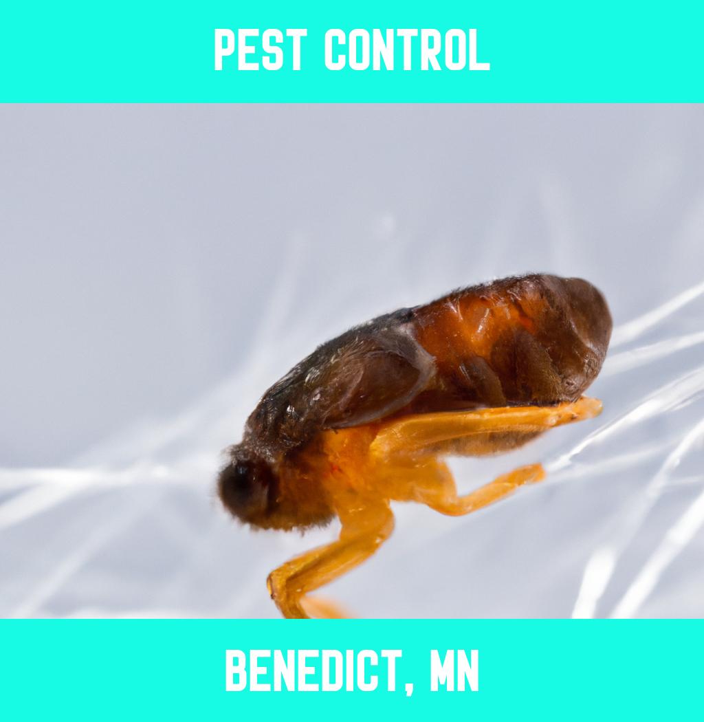 pest control in Benedict Minnesota