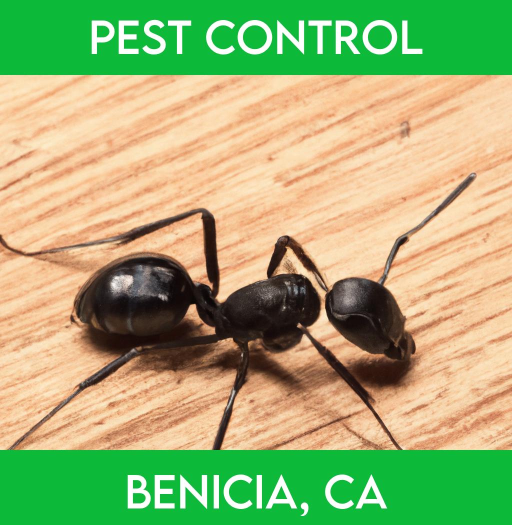 pest control in Benicia California