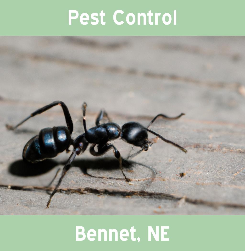 pest control in Bennet Nebraska