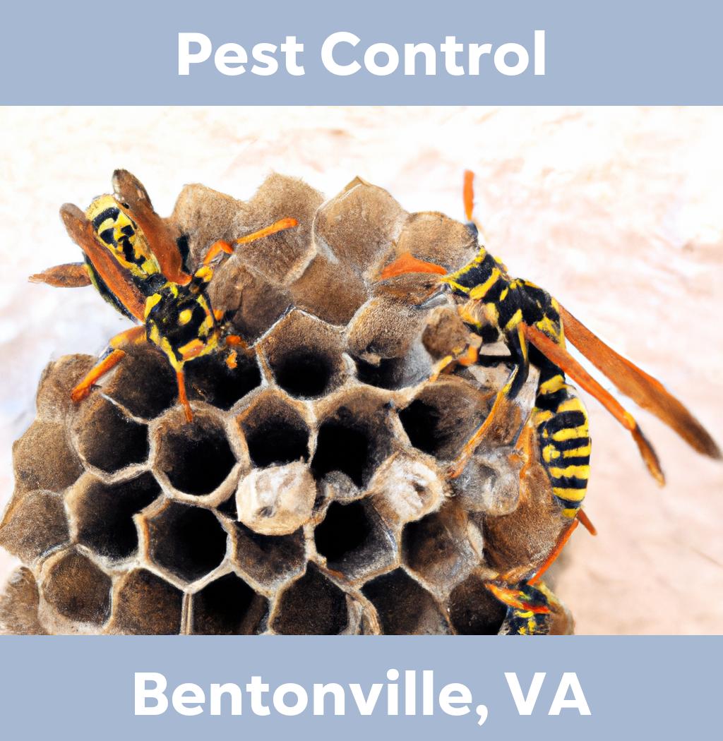 pest control in Bentonville Virginia