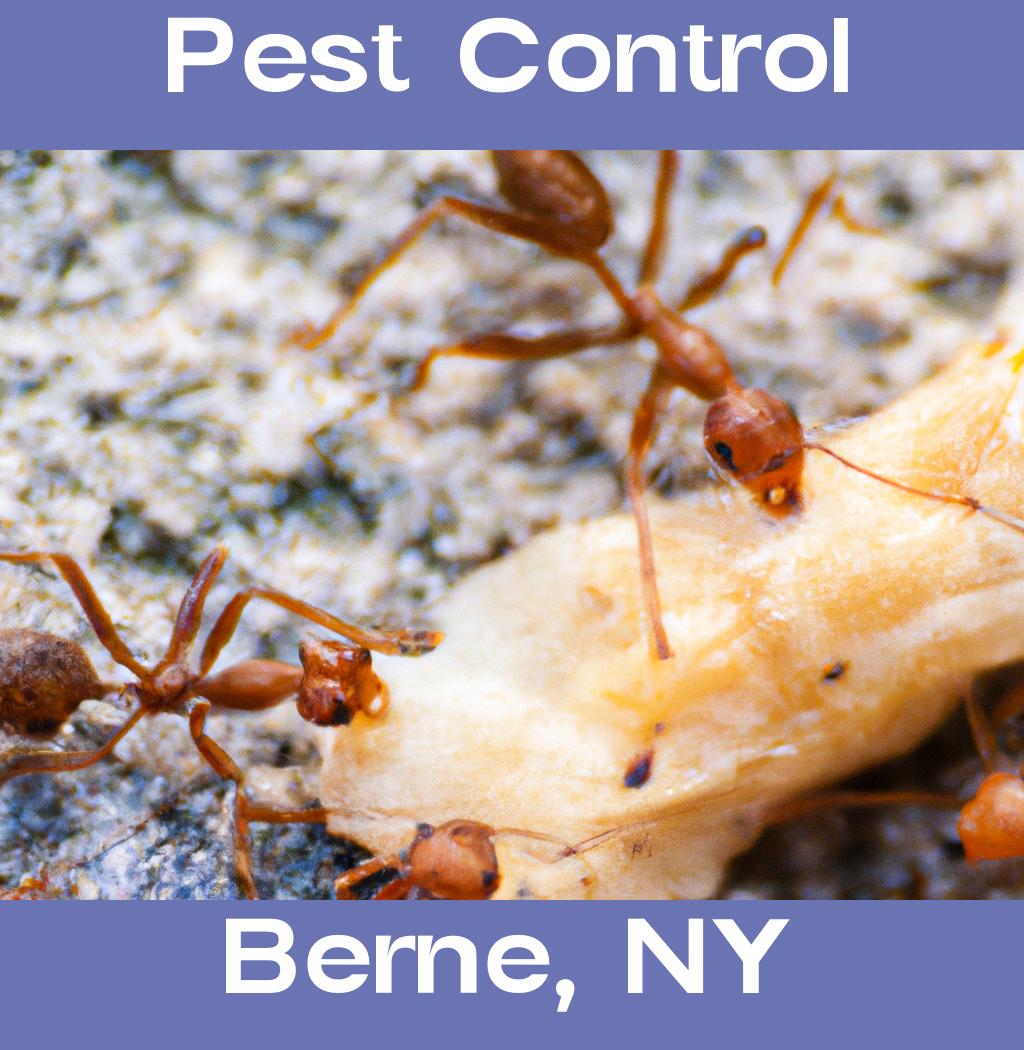 pest control in Berne New York