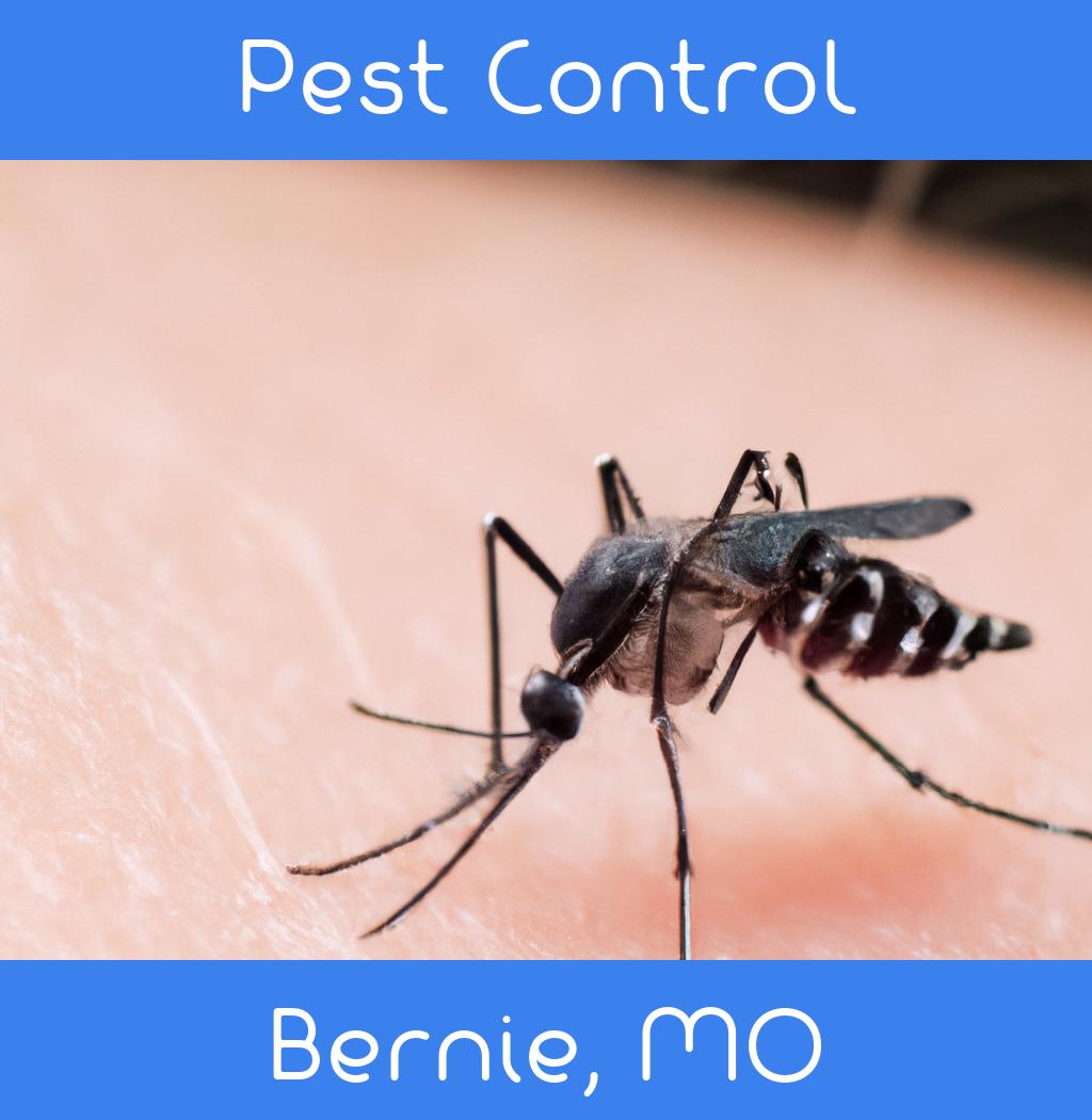 pest control in Bernie Missouri