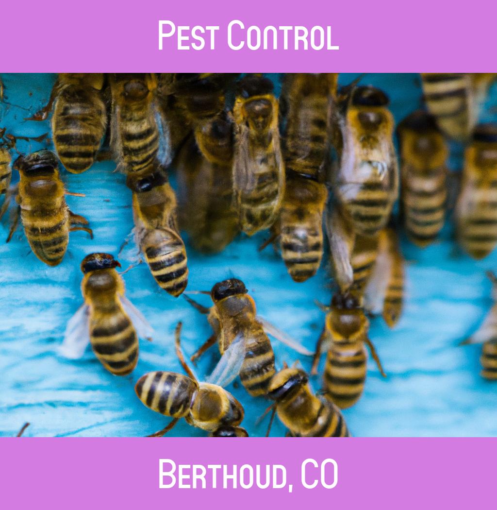 pest control in Berthoud Colorado