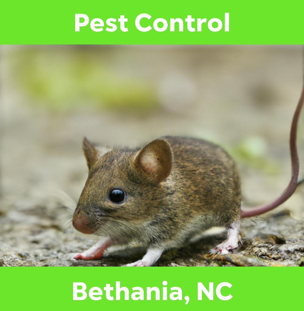 pest control in Bethania North Carolina