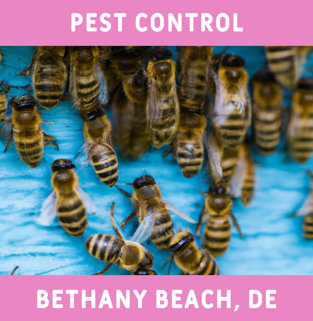 pest control in Bethany Beach Delaware