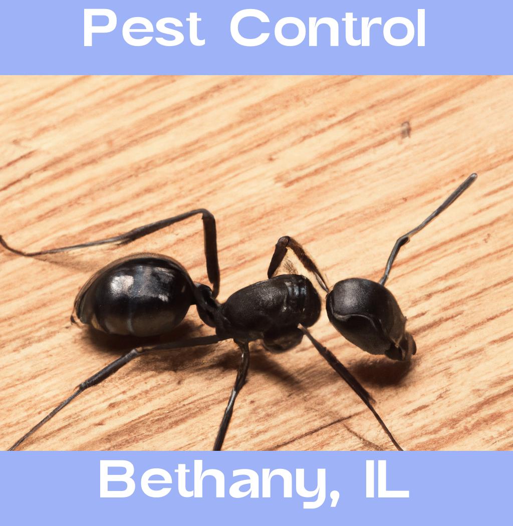 pest control in Bethany Illinois
