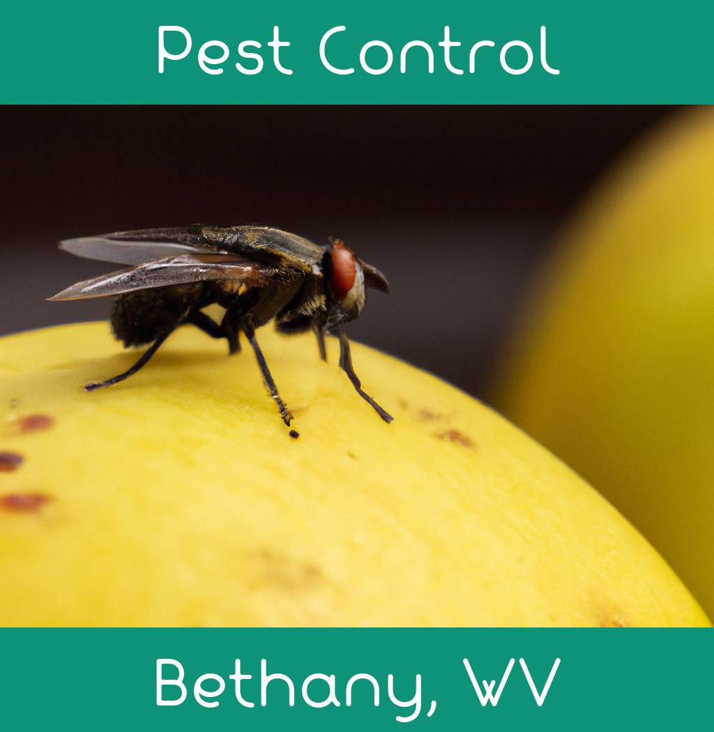 pest control in Bethany West Virginia