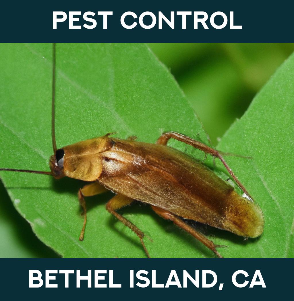 pest control in Bethel Island California