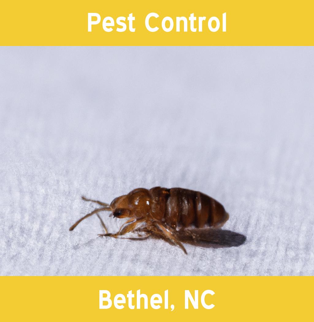 pest control in Bethel North Carolina