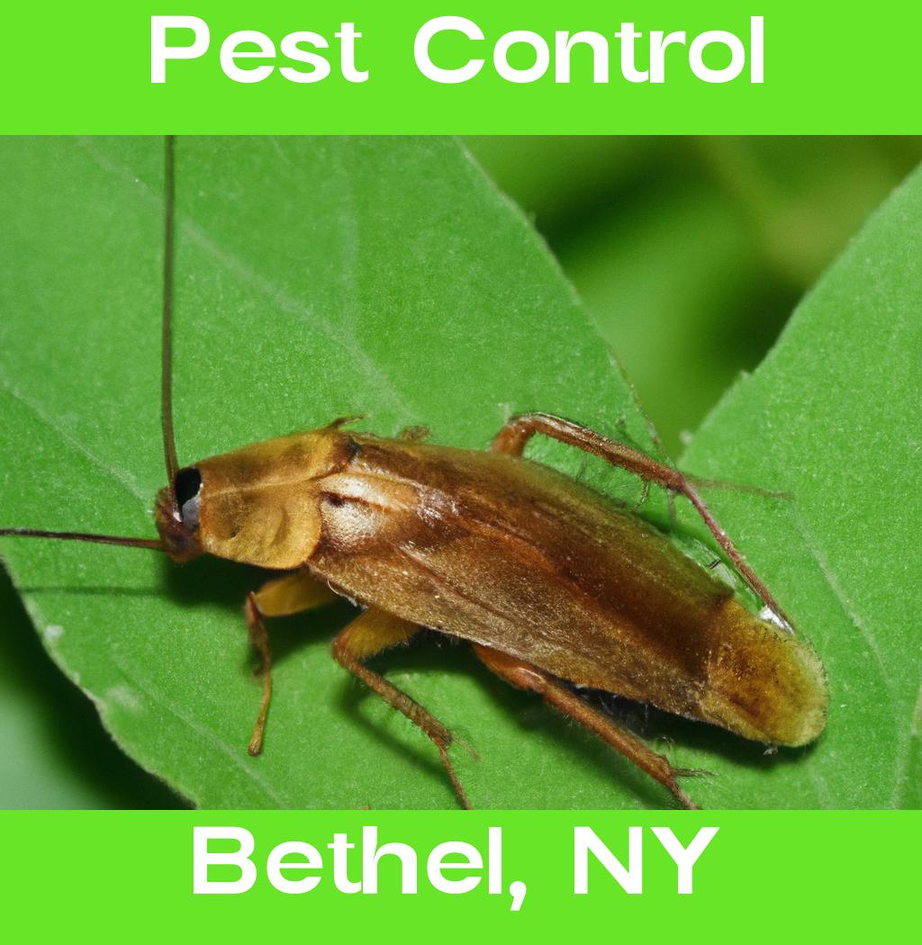 pest control in Bethel New York