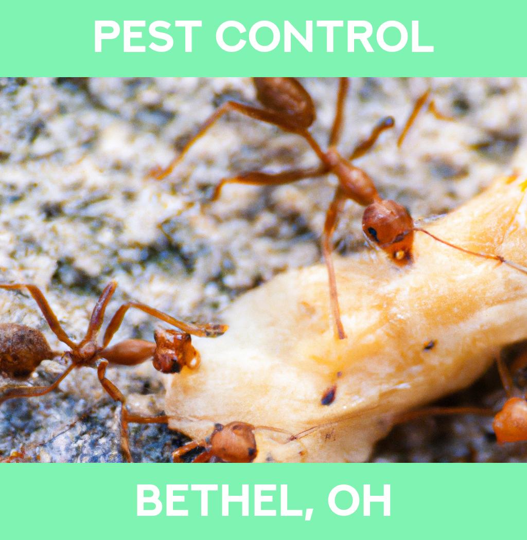 pest control in Bethel Ohio