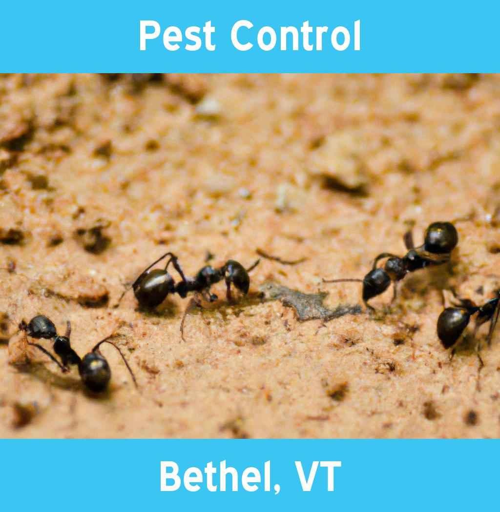 pest control in Bethel Vermont
