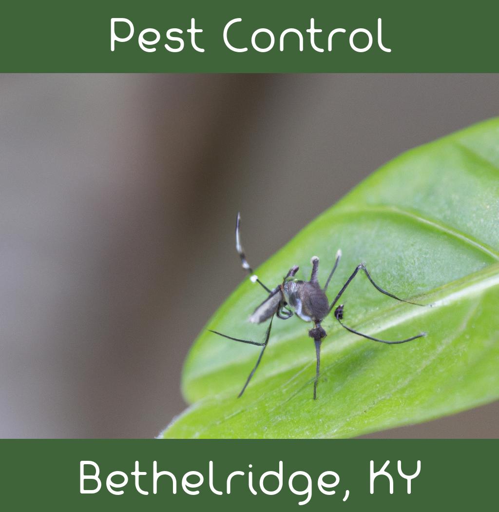 pest control in Bethelridge Kentucky