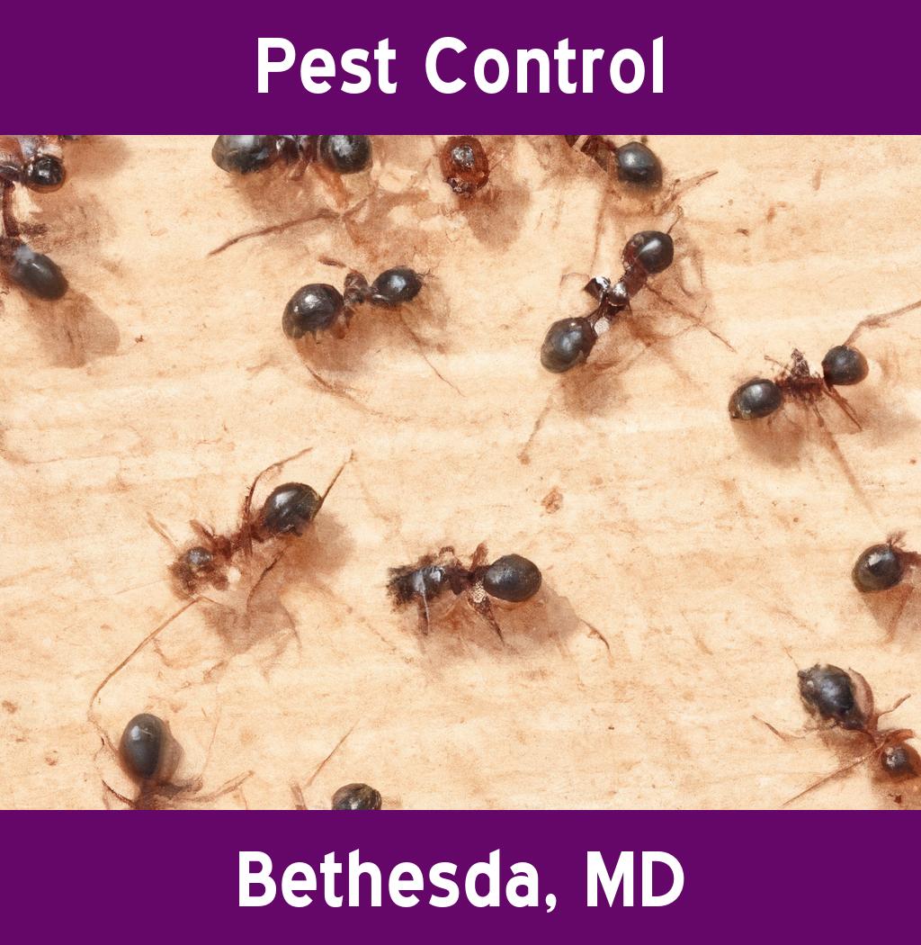 pest control in Bethesda Maryland