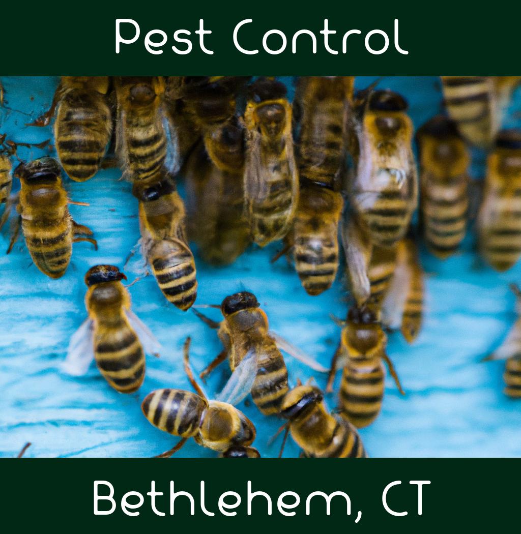 pest control in Bethlehem Connecticut
