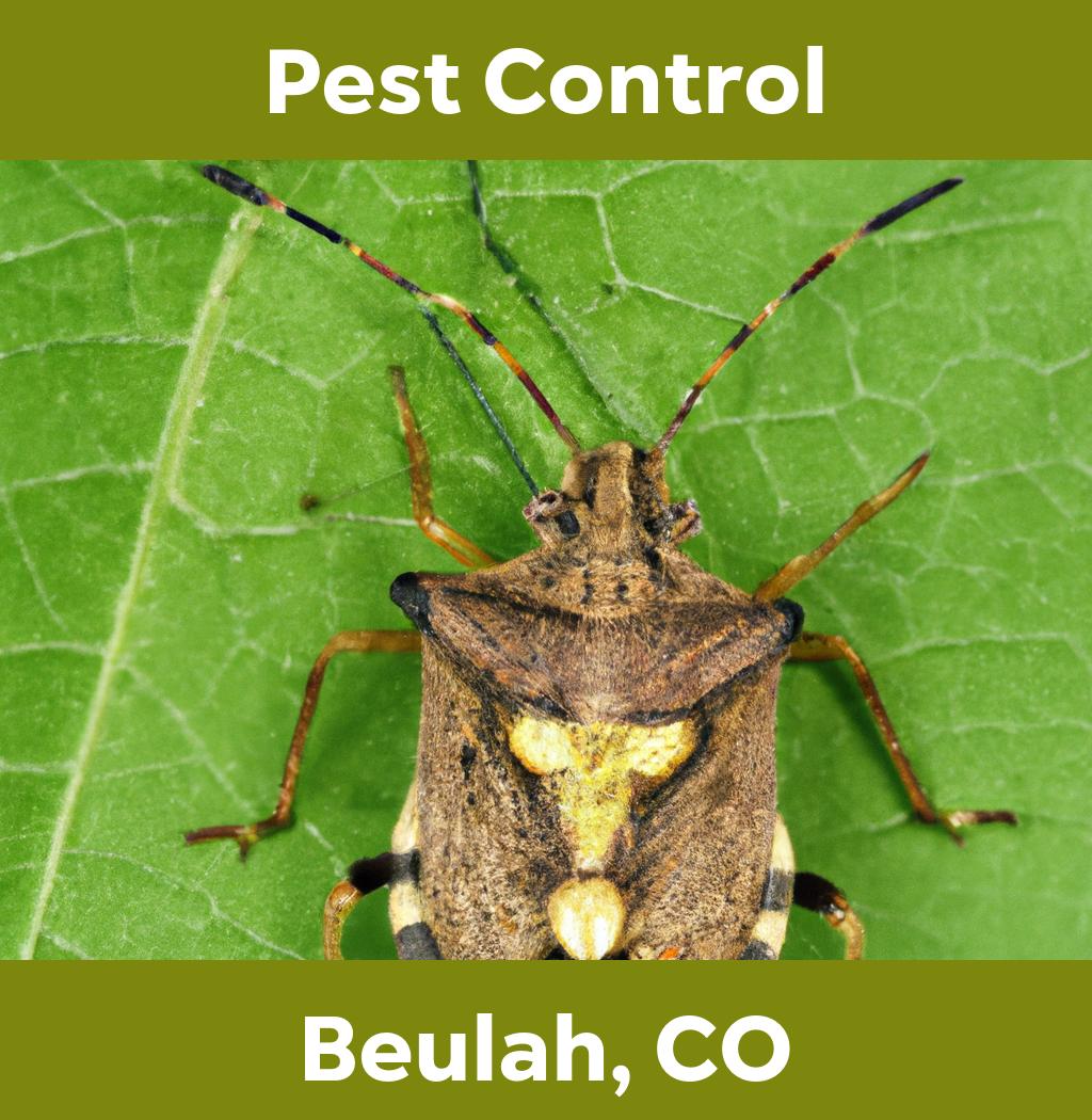 pest control in Beulah Colorado