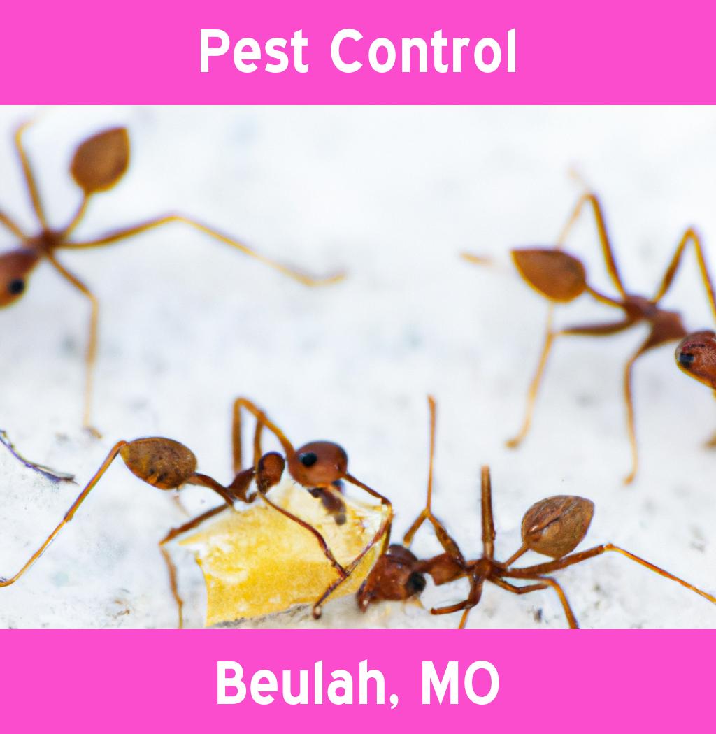 pest control in Beulah Missouri