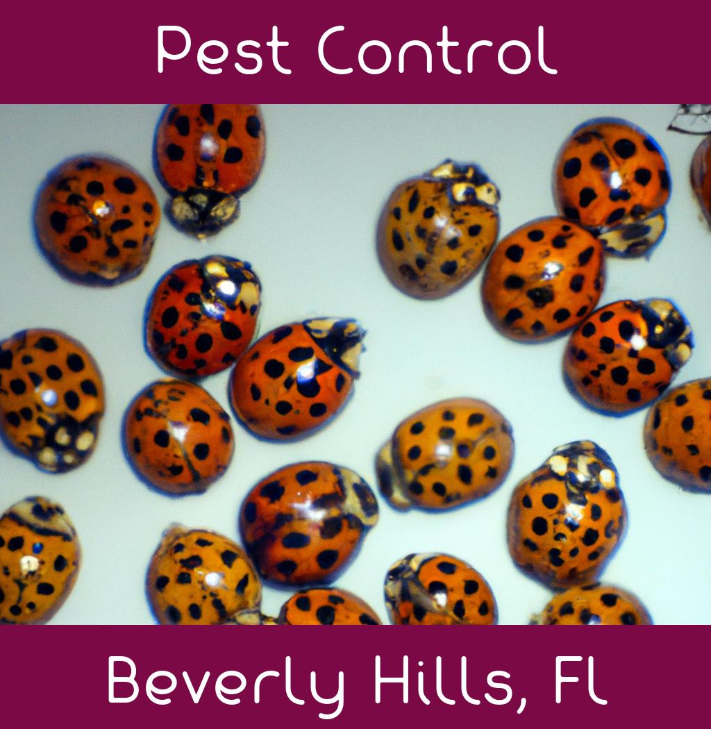 pest control in Beverly Hills Florida