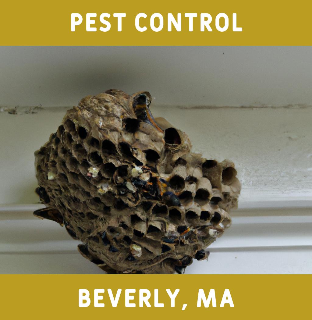 pest control in Beverly Massachusetts