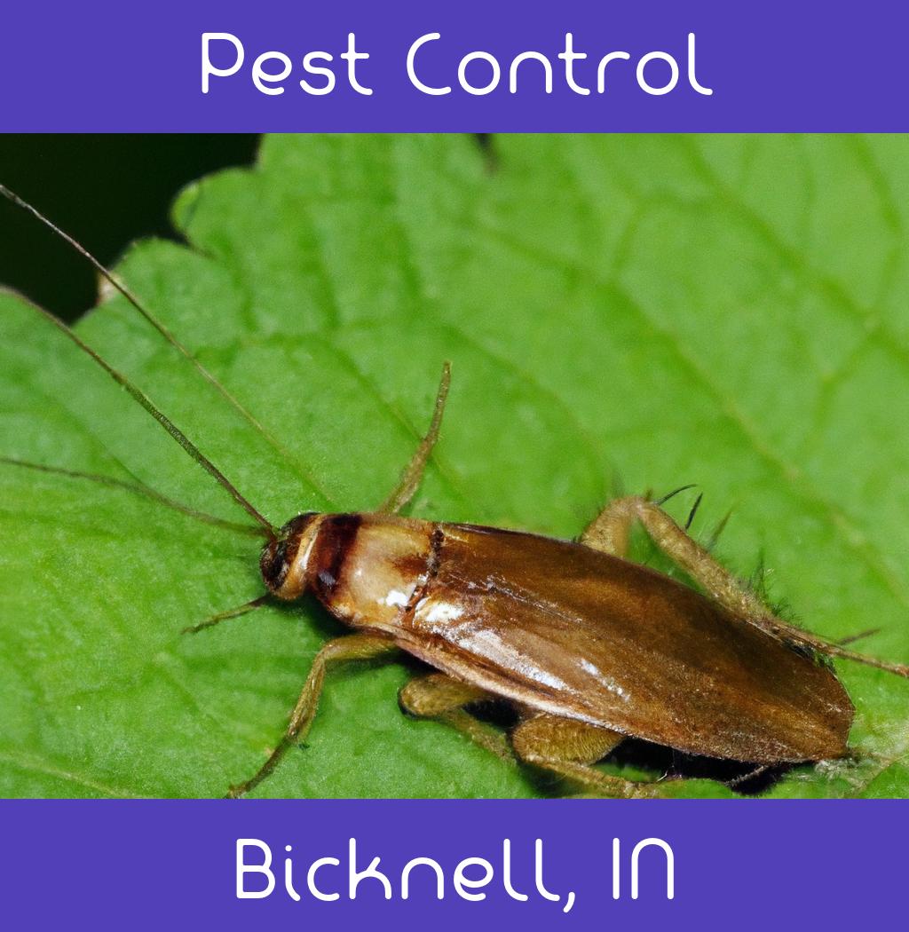 pest control in Bicknell Indiana