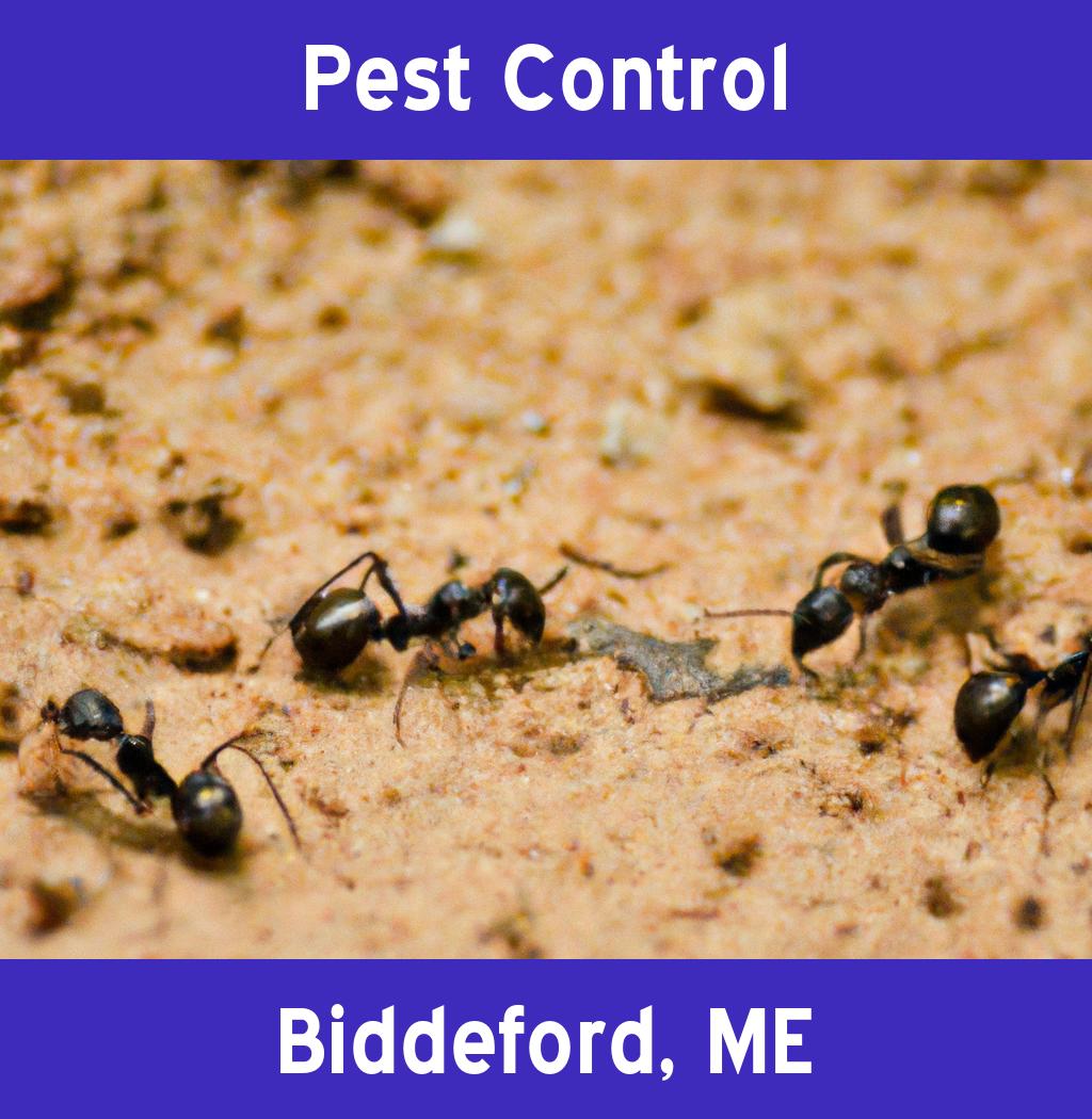 pest control in Biddeford Maine