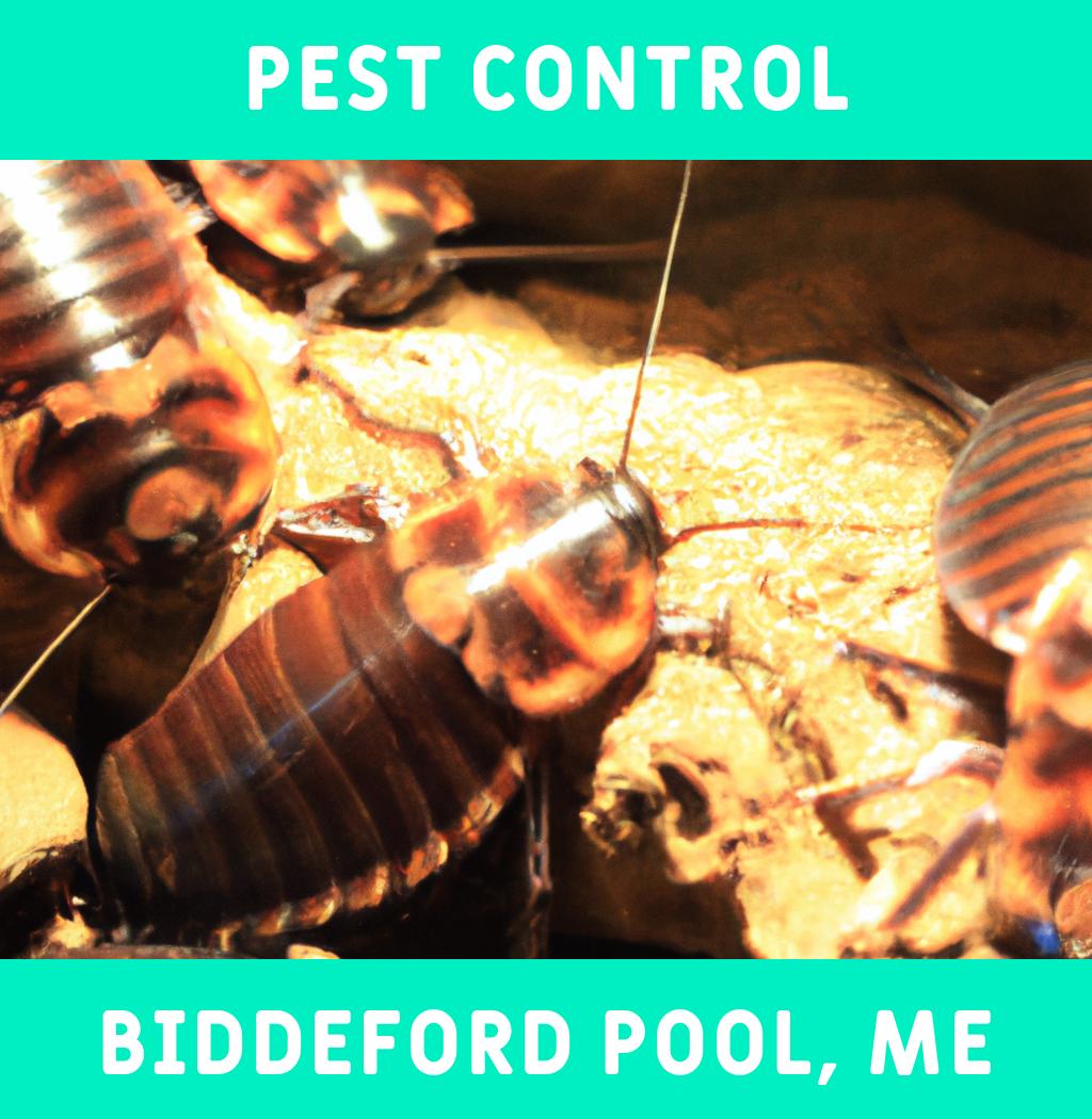 pest control in Biddeford Pool Maine