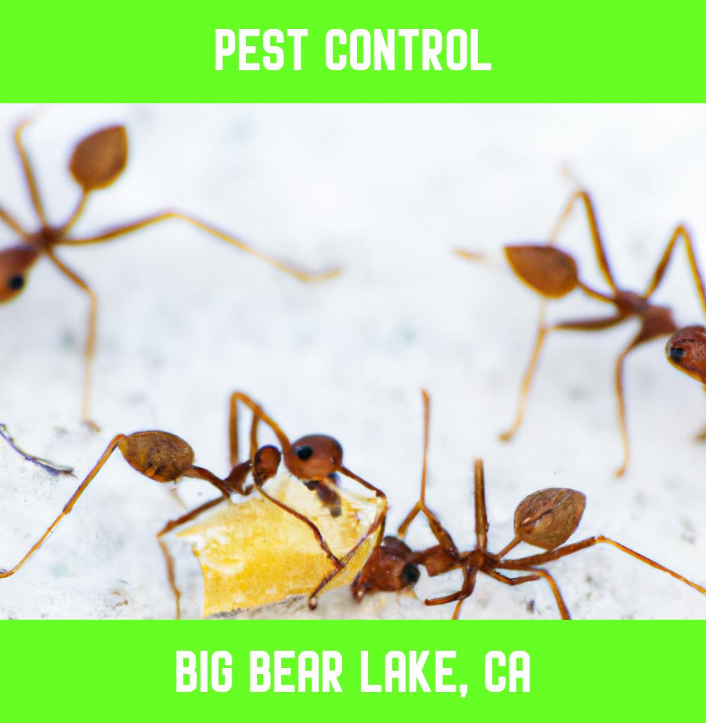 pest control in Big Bear Lake California
