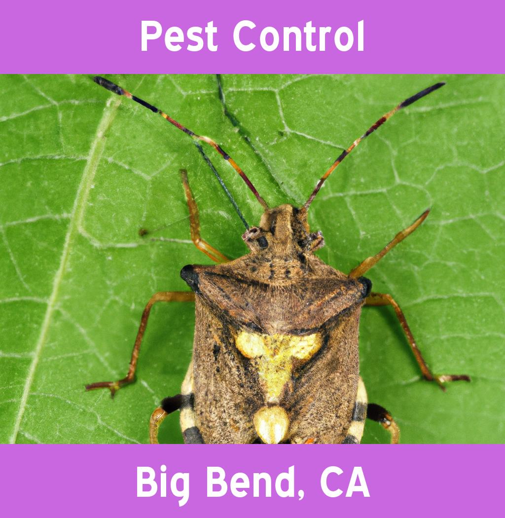 pest control in Big Bend California