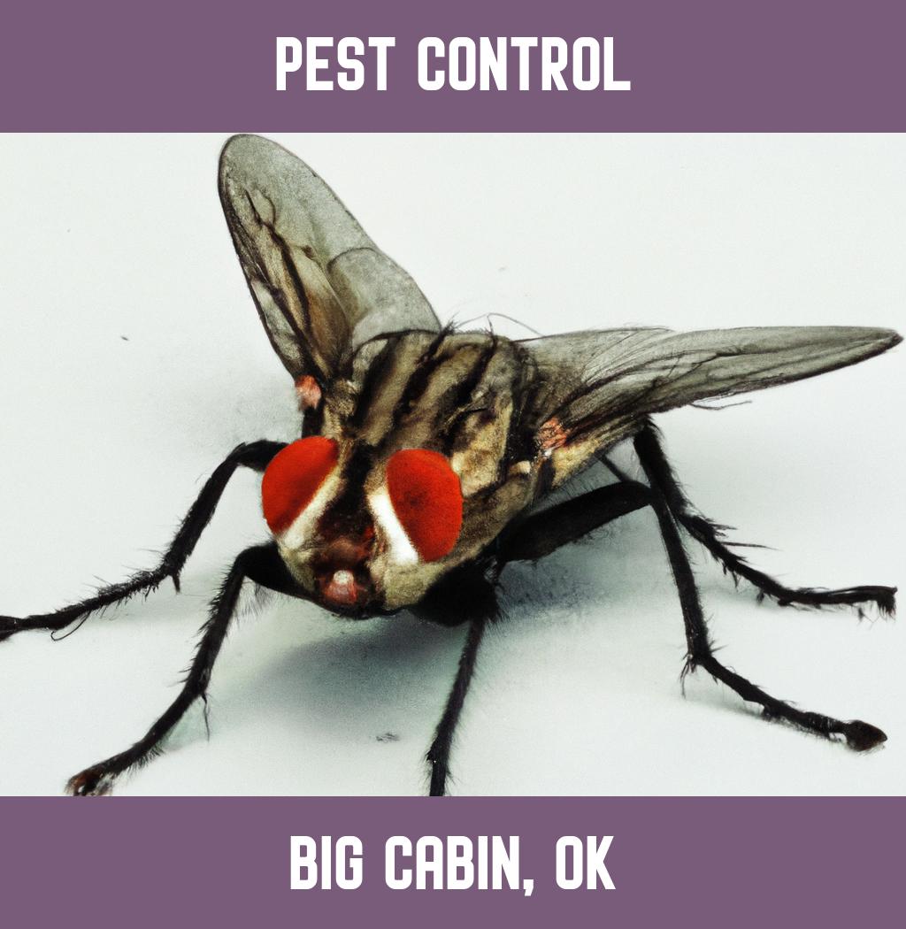 pest control in Big Cabin Oklahoma