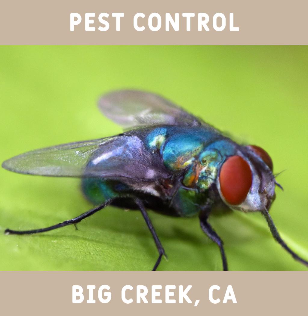 pest control in Big Creek California