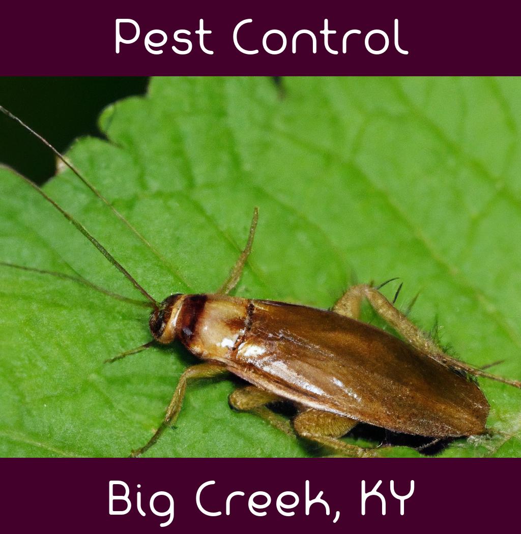 pest control in Big Creek Kentucky