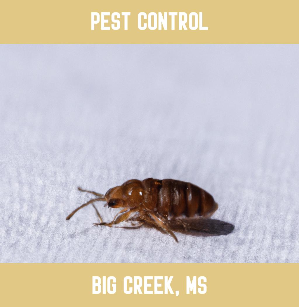 pest control in Big Creek Mississippi