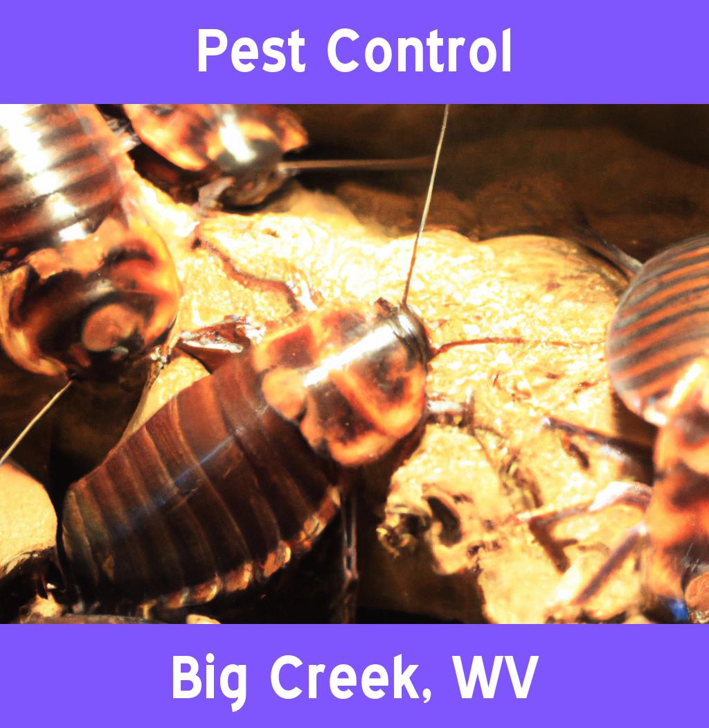 pest control in Big Creek West Virginia