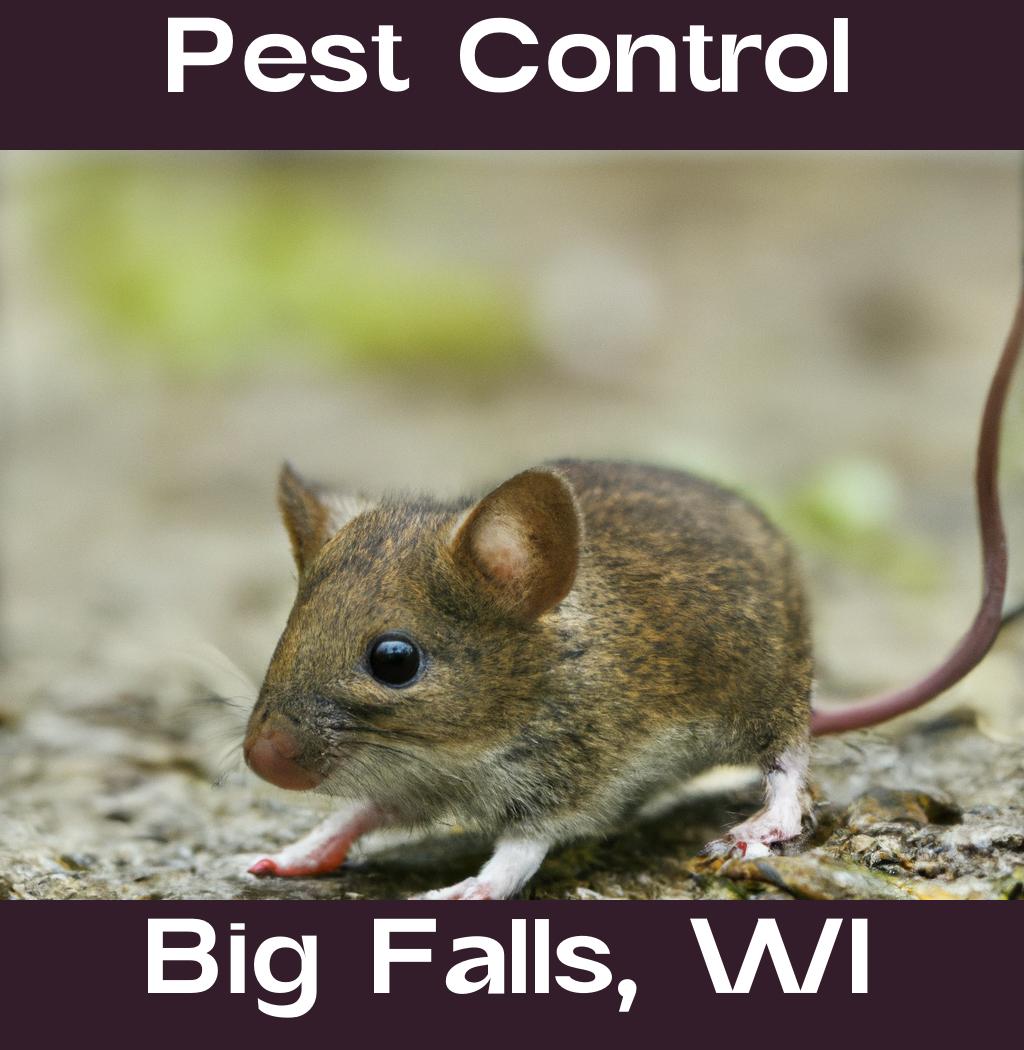 pest control in Big Falls Wisconsin