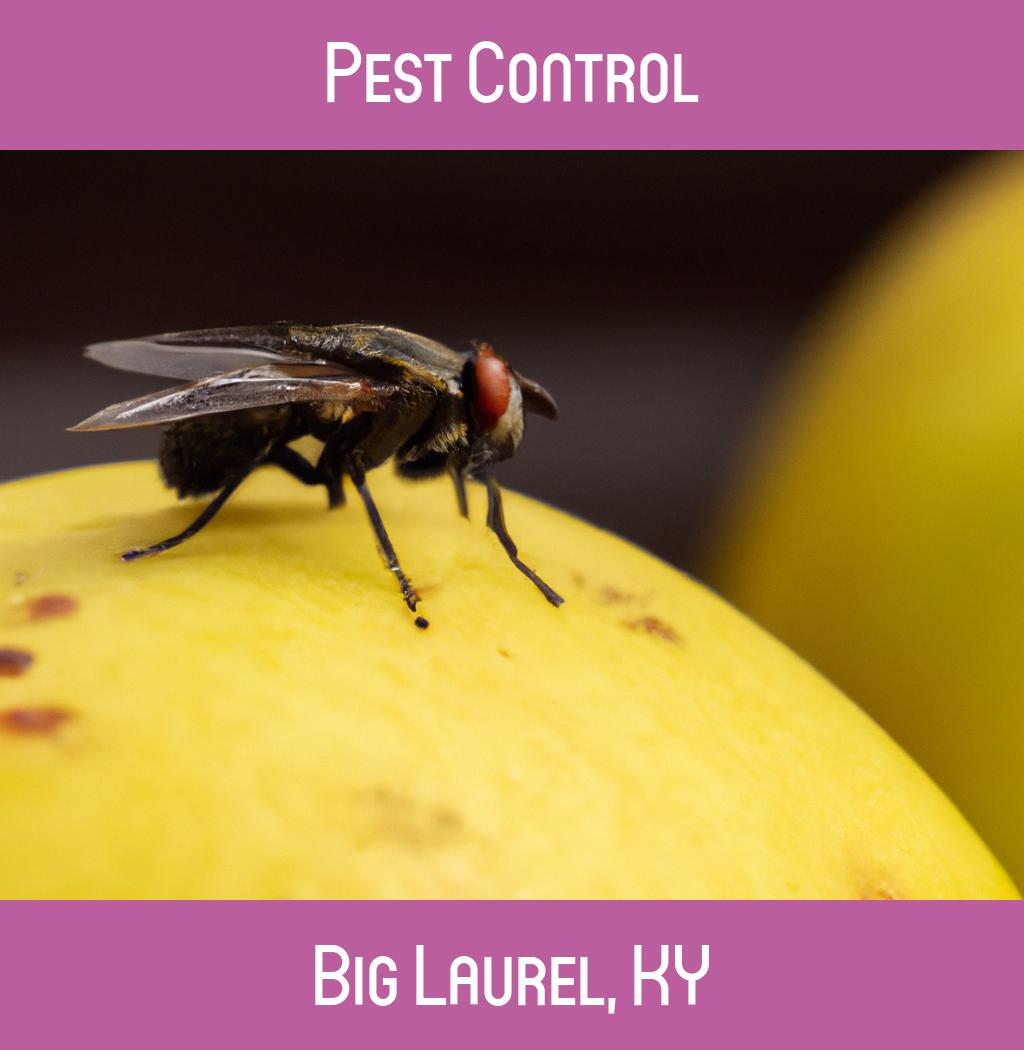 pest control in Big Laurel Kentucky